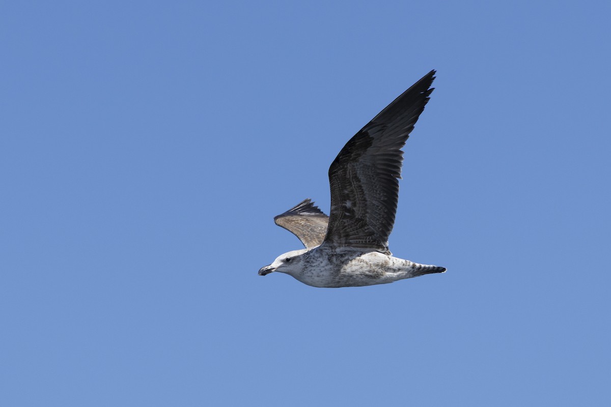 taremåke - ML644527443