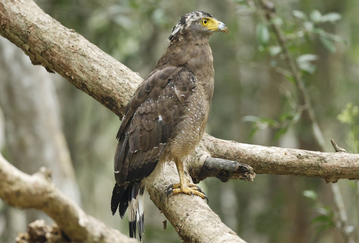 orientsnokørn (cheela gr.) - ML644527445