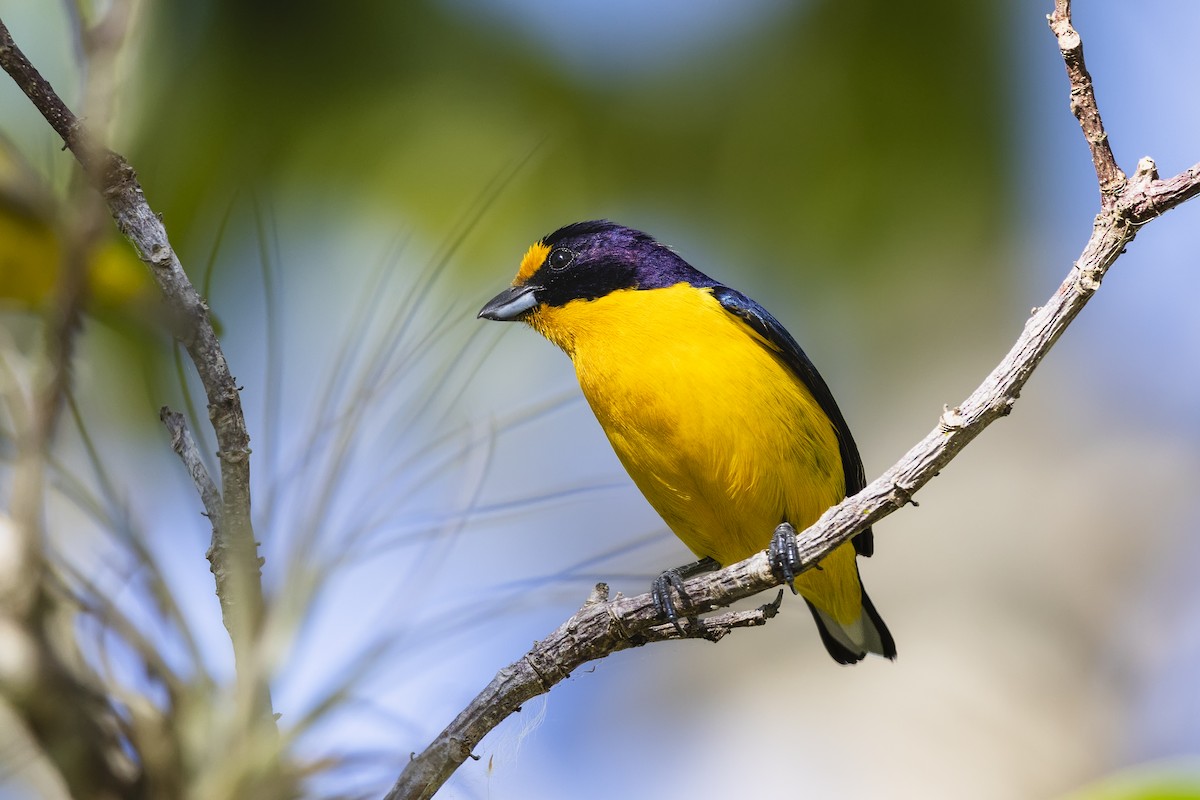 Violaceous Euphonia - ML644527446