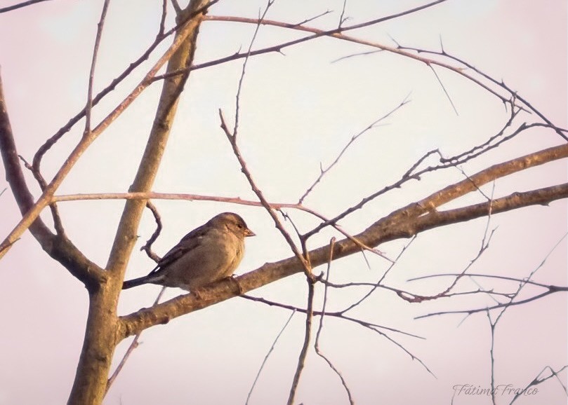 gråspurv - ML644527447