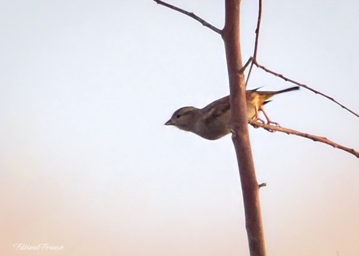 gråspurv - ML644527448