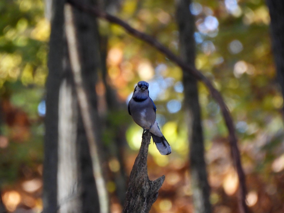 blåskrike - ML644527450