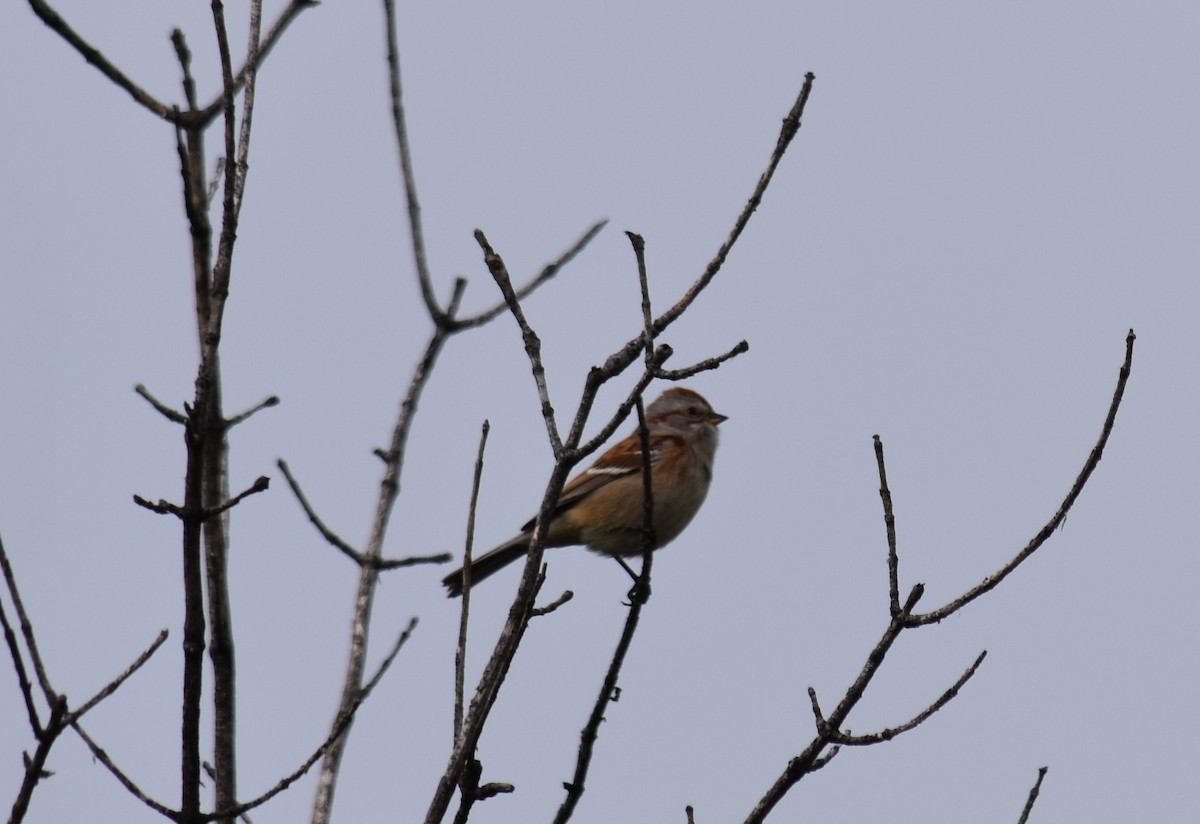 bjørkespurv - ML644527451