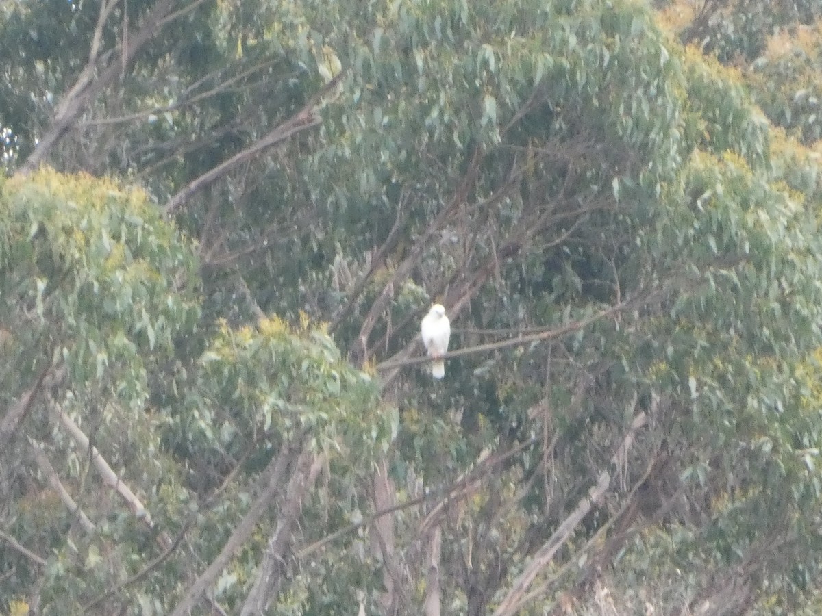 askehauk - ML644527453