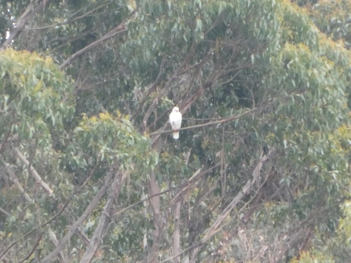 askehauk - ML644527454