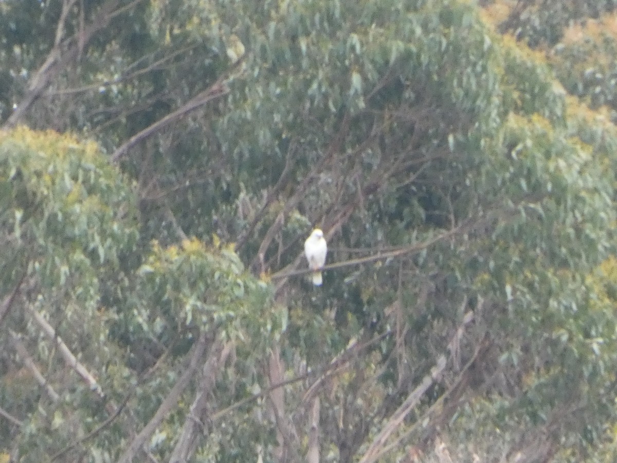 askehauk - ML644527455