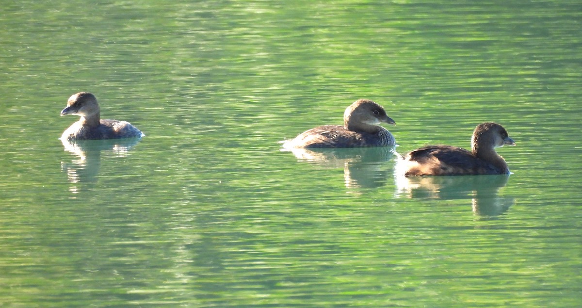 ringnebbdykker - ML644527456