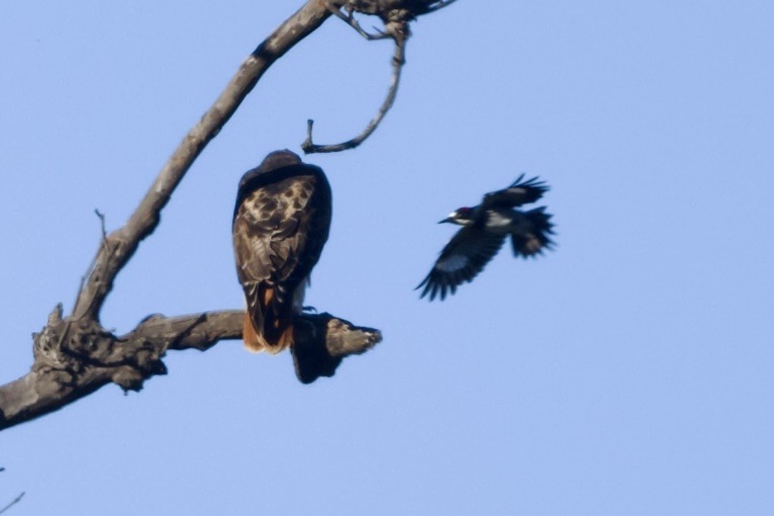 eikespett - ML644527458