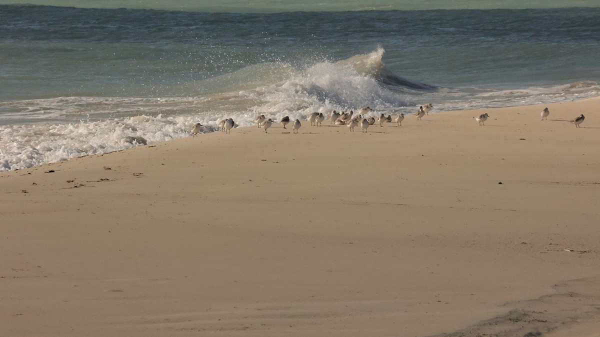 sandløper - ML644527460