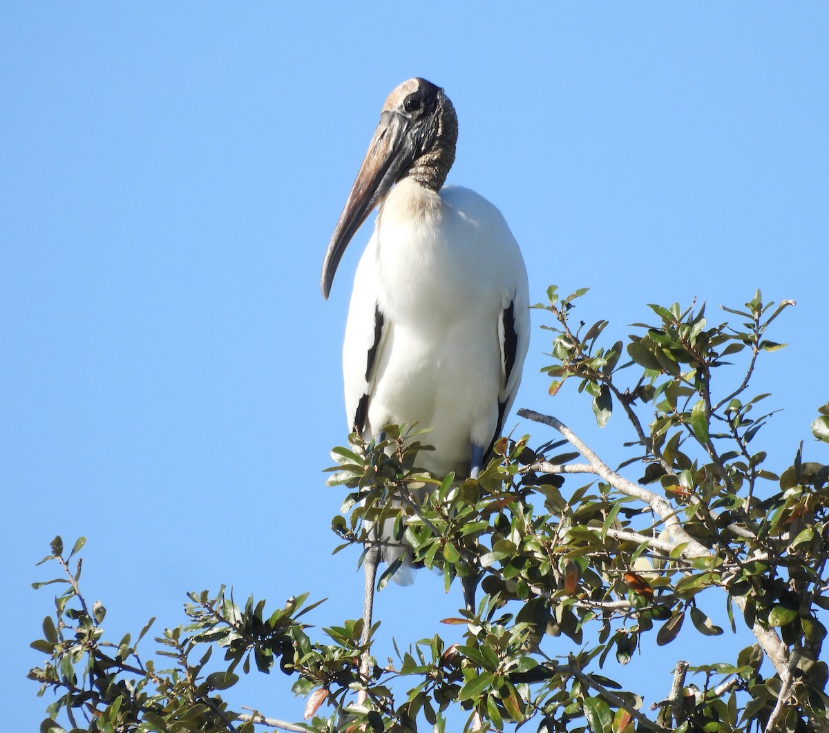 amerikastork - ML644527462