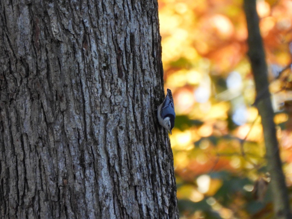 hvitbrystspettmeis - ML644527463