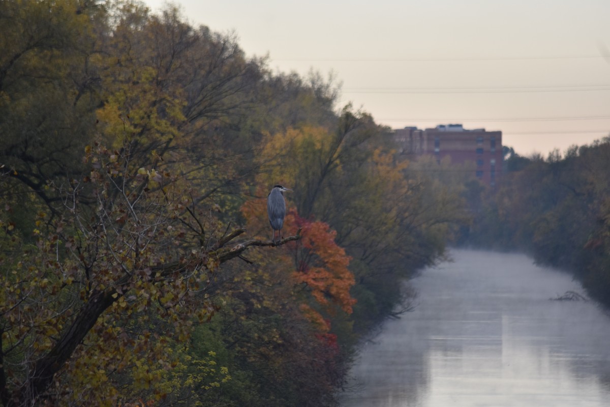 Great Blue Heron - ML644527464