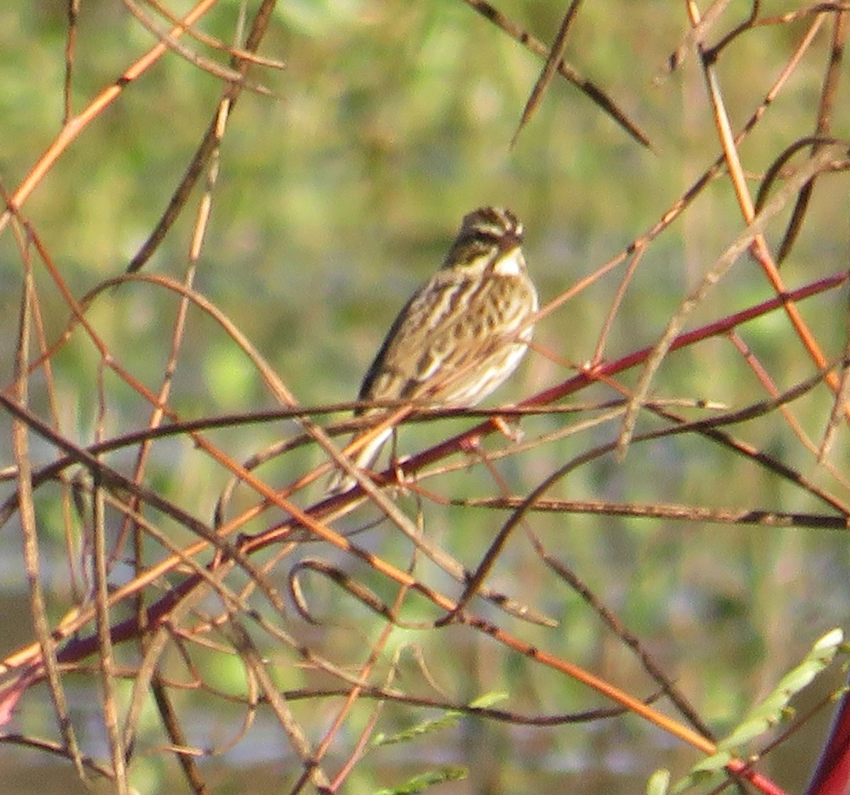 musespurv - ML644527468