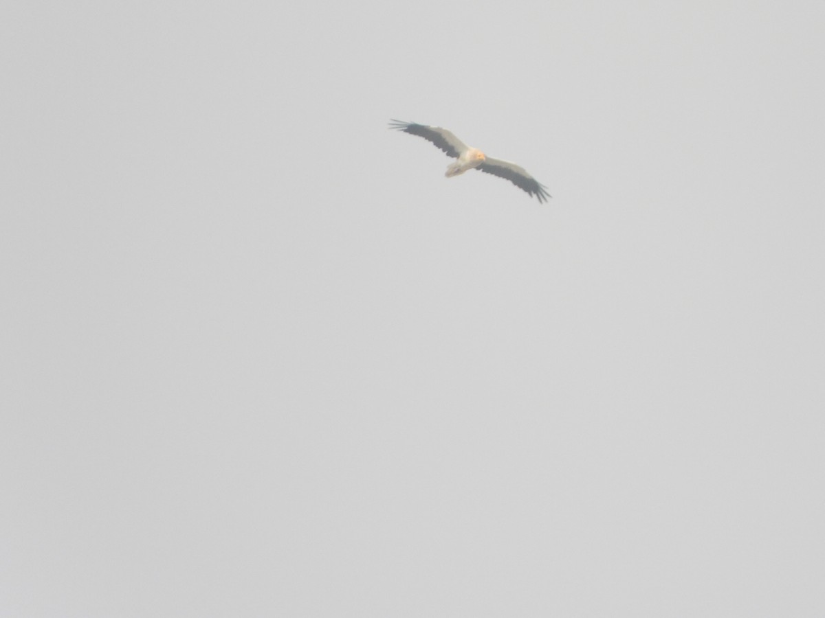 Schmutzgeier - ML644527469