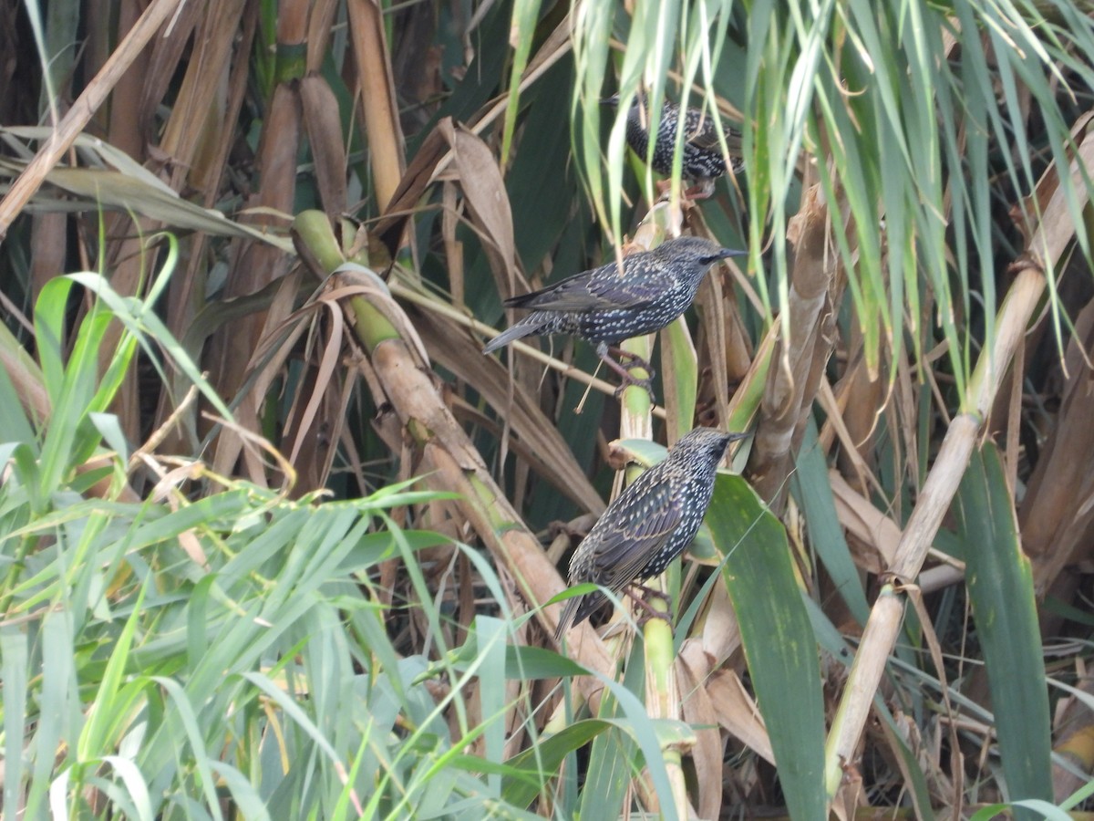 ホシムクドリ - ML644527470