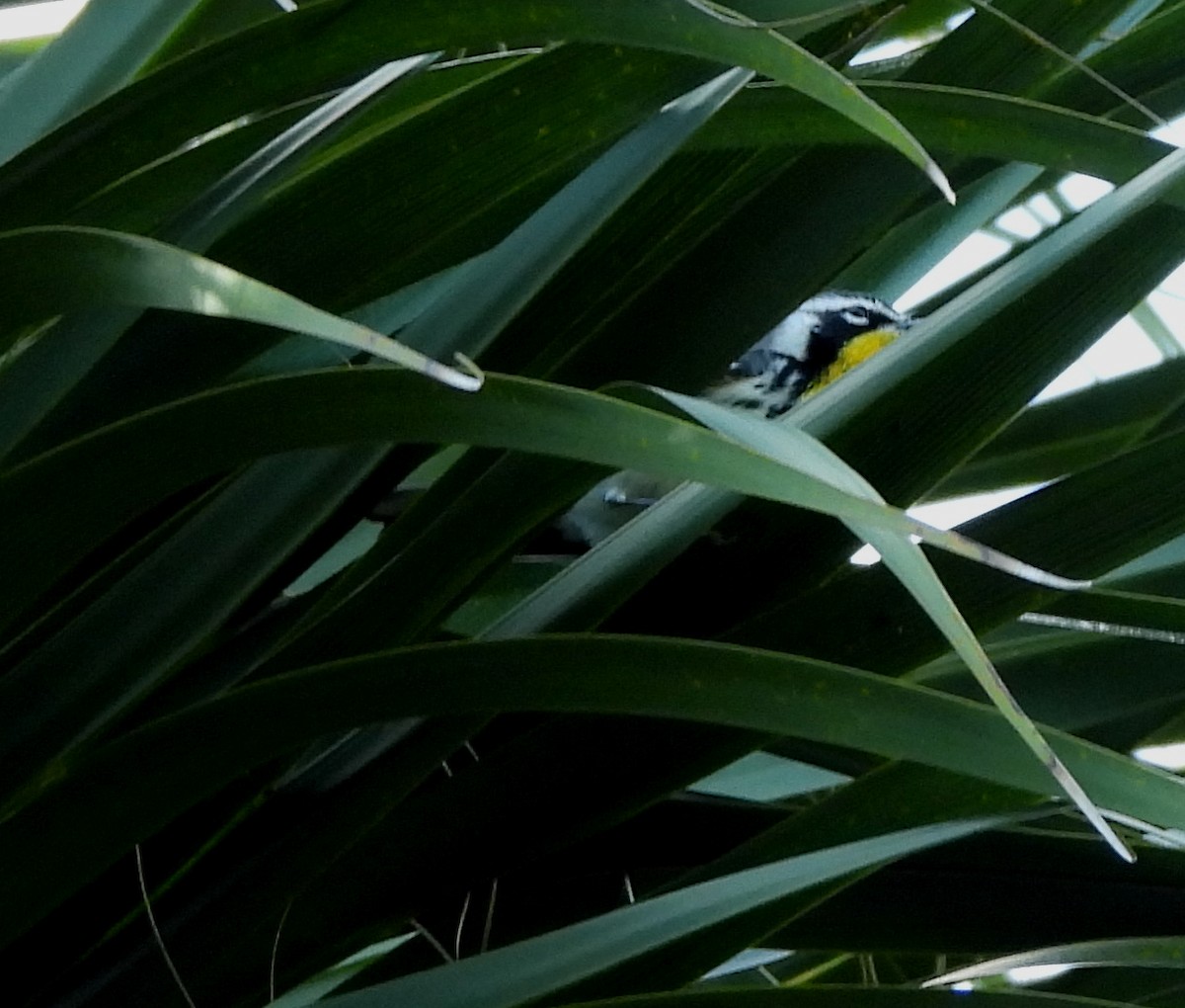 Yellow-throated Warbler - ML644527475