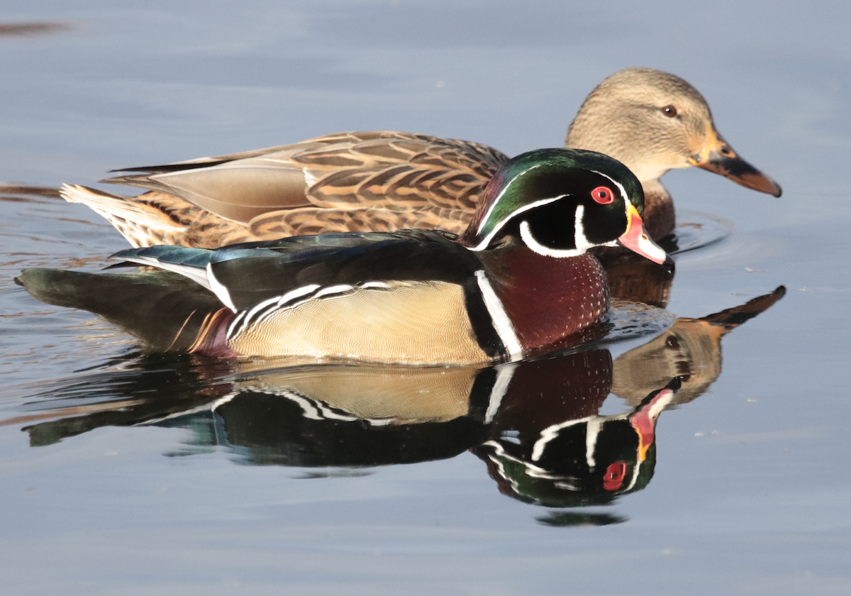 美洲鴛鴦 - ML644527476