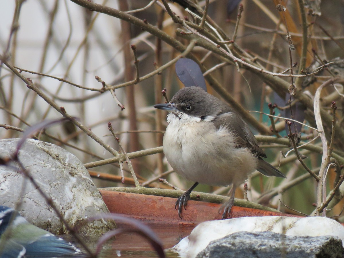 メジロムシクイ - ML644527478