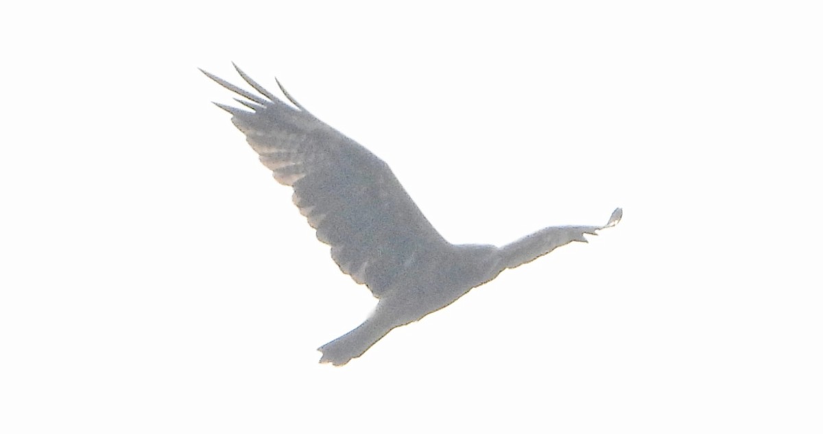 Schwarzmilan - ML644527479