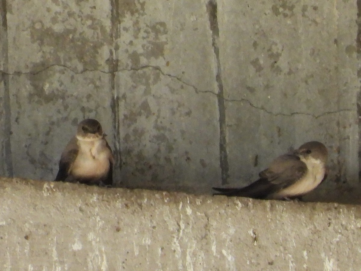 チャイロツバメ - ML644527482