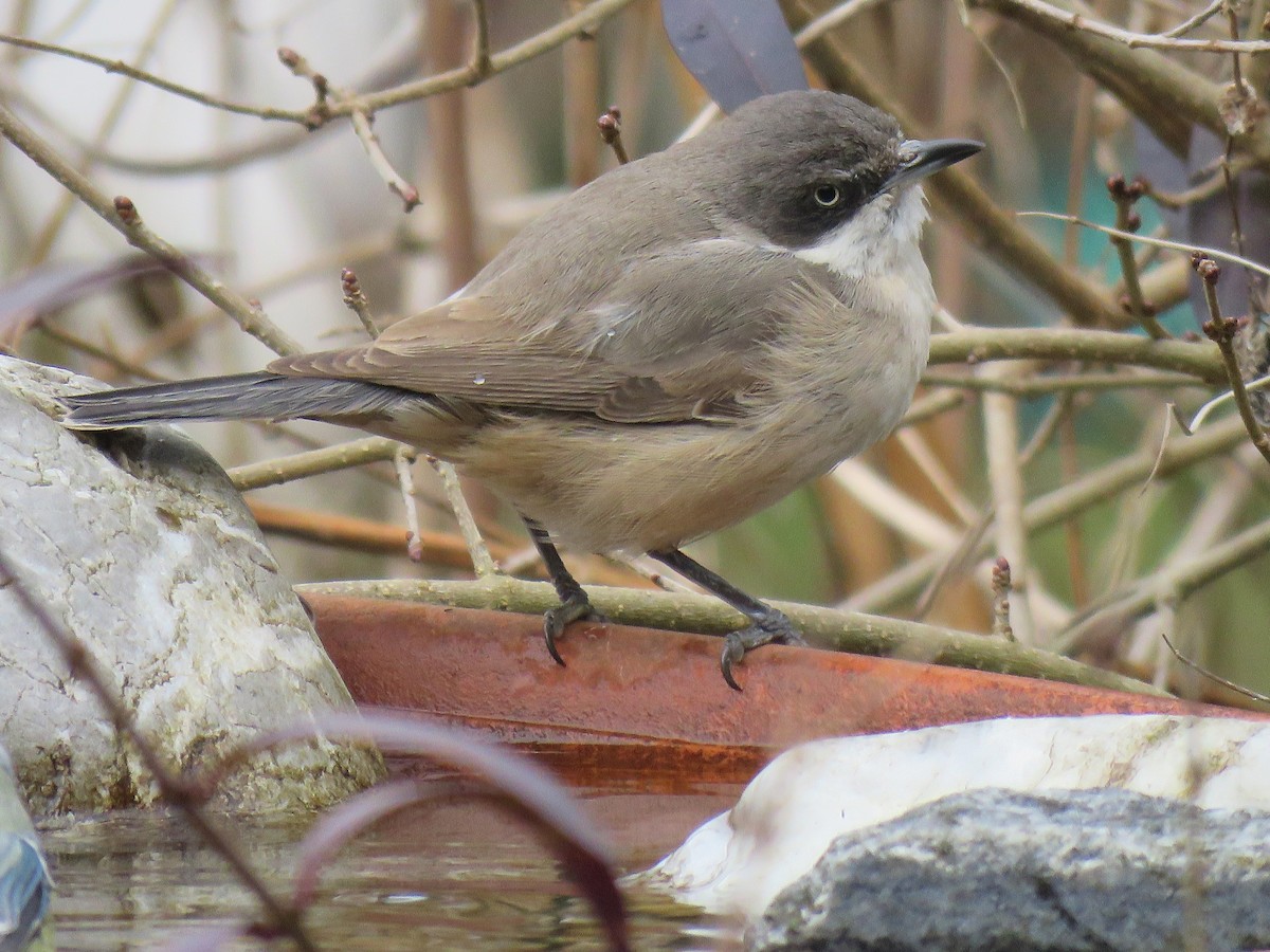 メジロムシクイ - ML644527487