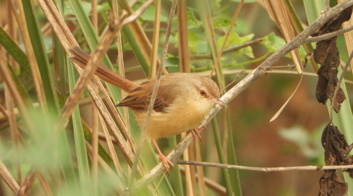 Schlichtprinie - ML644527493