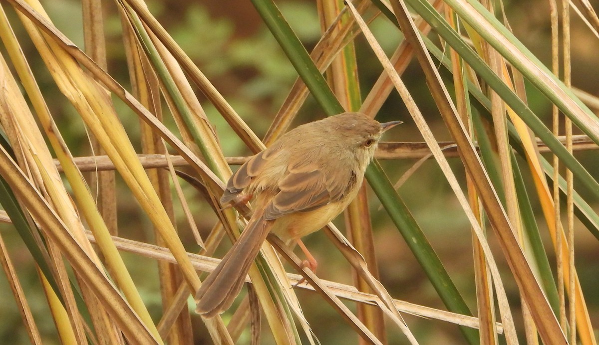 Schlichtprinie - ML644527494