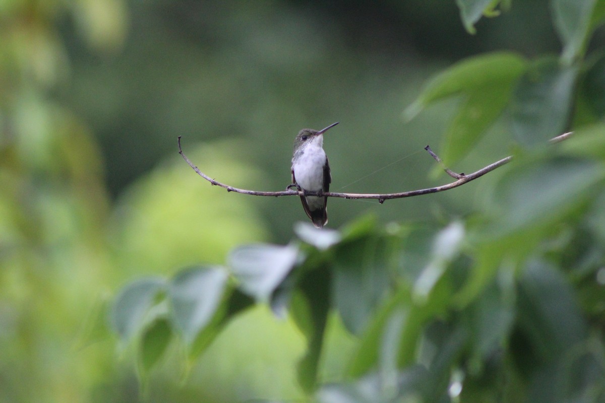White-bellied Emerald - ML644527495