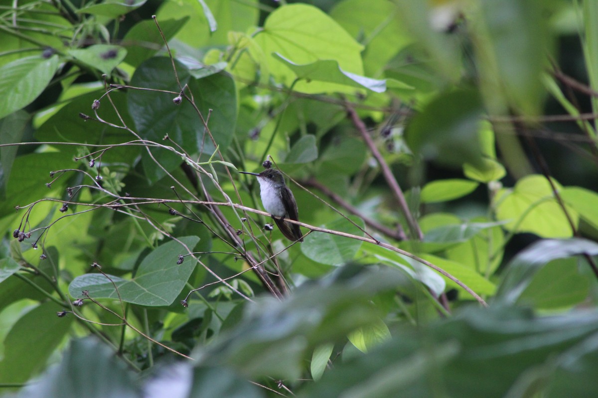 White-bellied Emerald - ML644527497