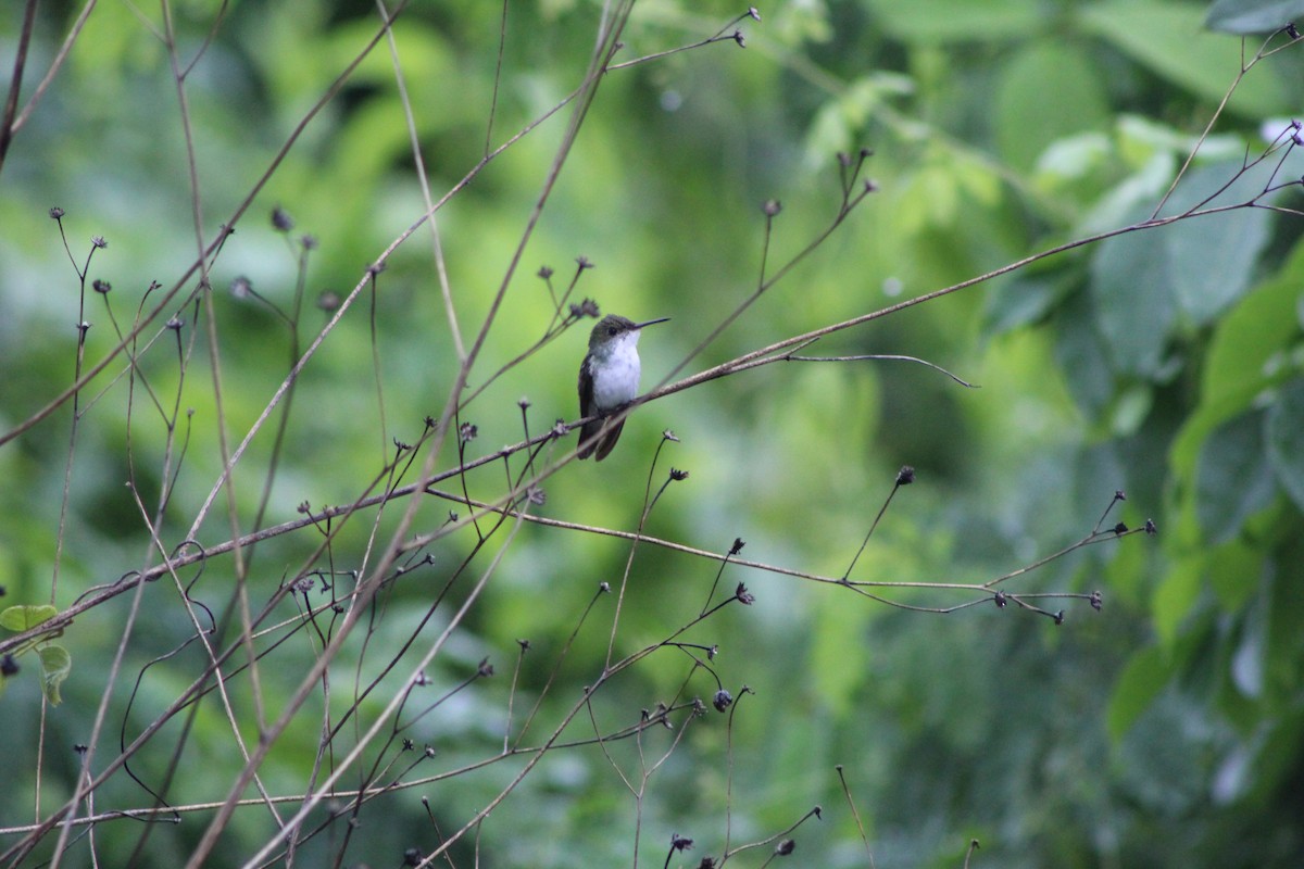 White-bellied Emerald - ML644527498