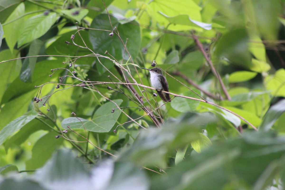 White-bellied Emerald - ML644527499