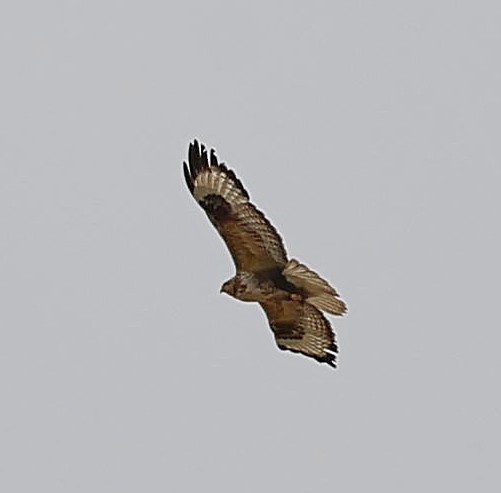 Upland Buzzard - ML644527501