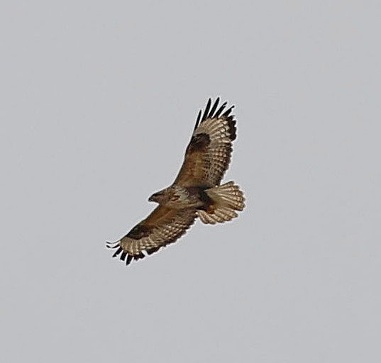 Upland Buzzard - ML644527502