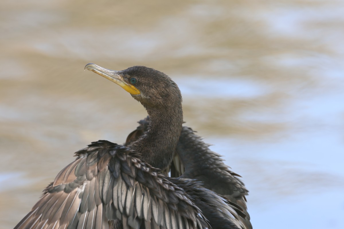 Neotropic Cormorant - ML644527506