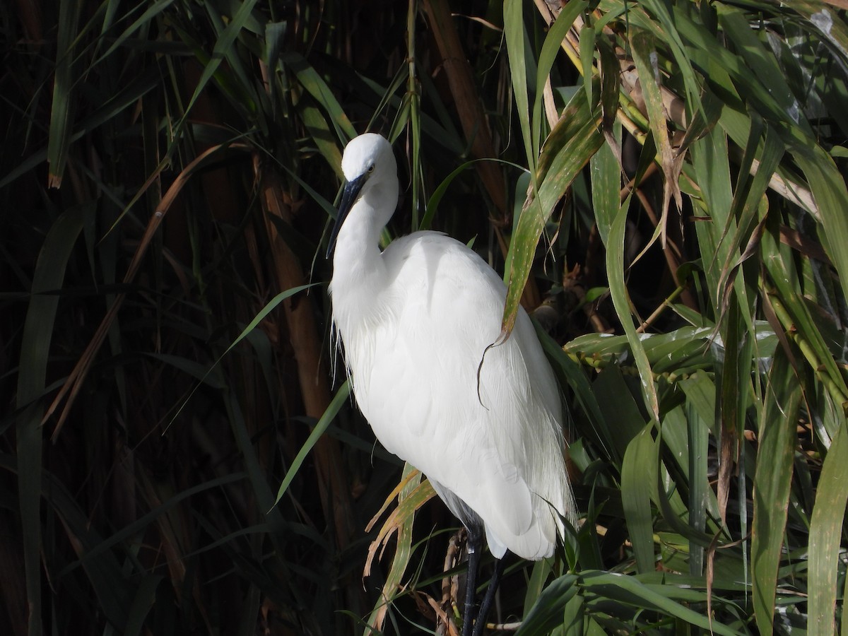 コサギ - ML644527513