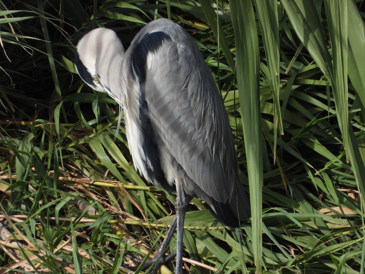 アオサギ - ML644527519