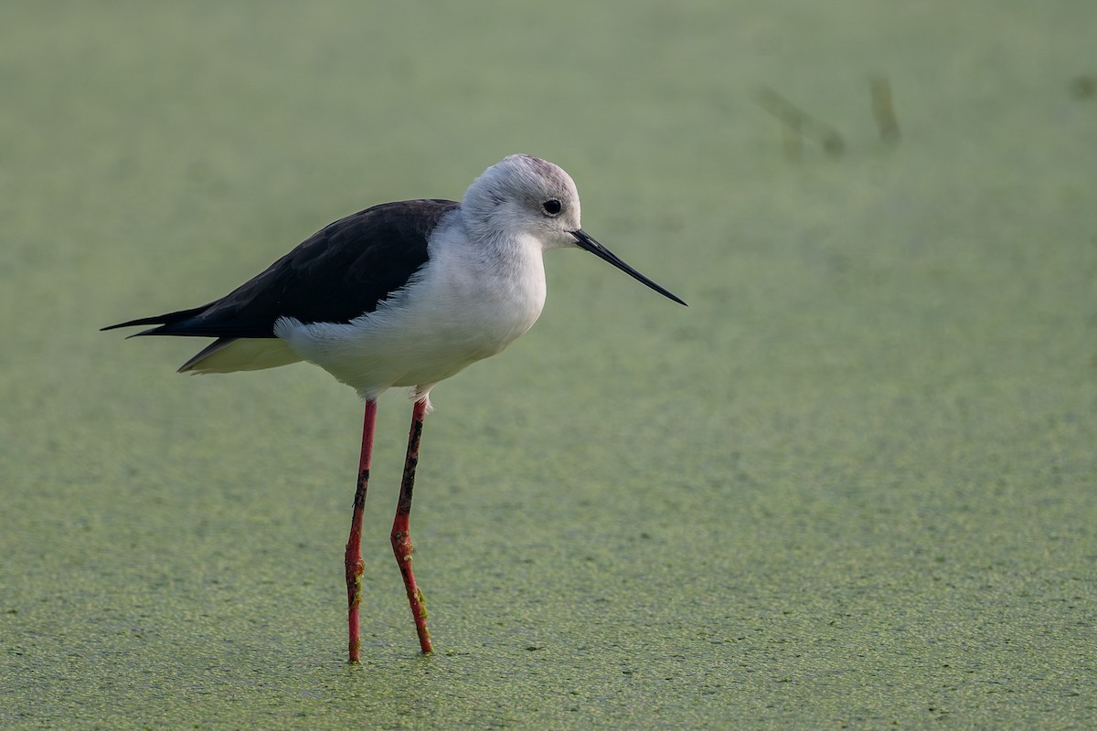 高蹺鴴 - ML644527537