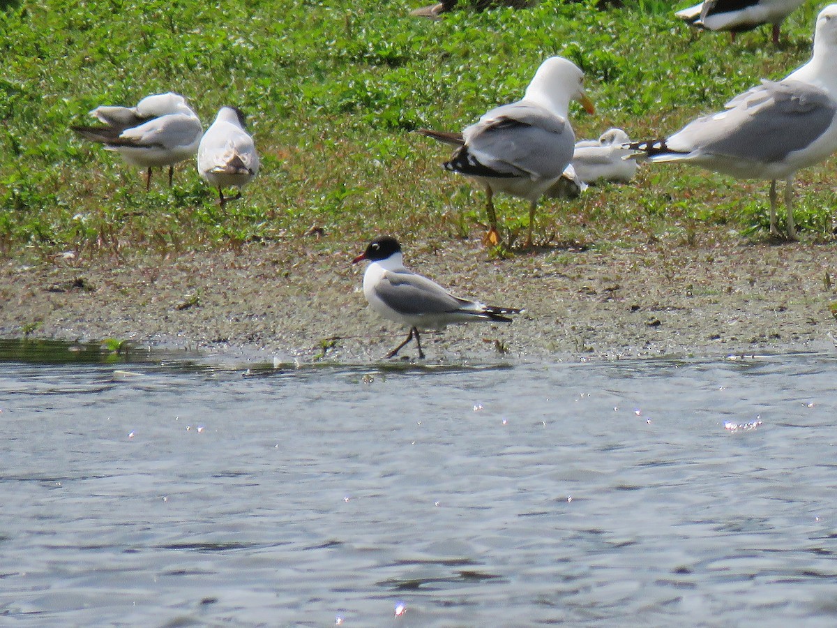 Mouette de Franklin - ML644527542