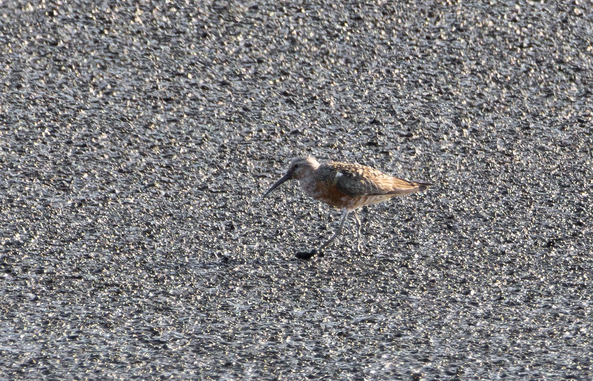 Curlew Sandpiper - ML644527543