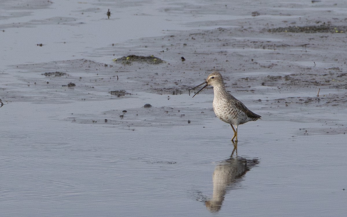 Stilt Sandpiper - ML644527561