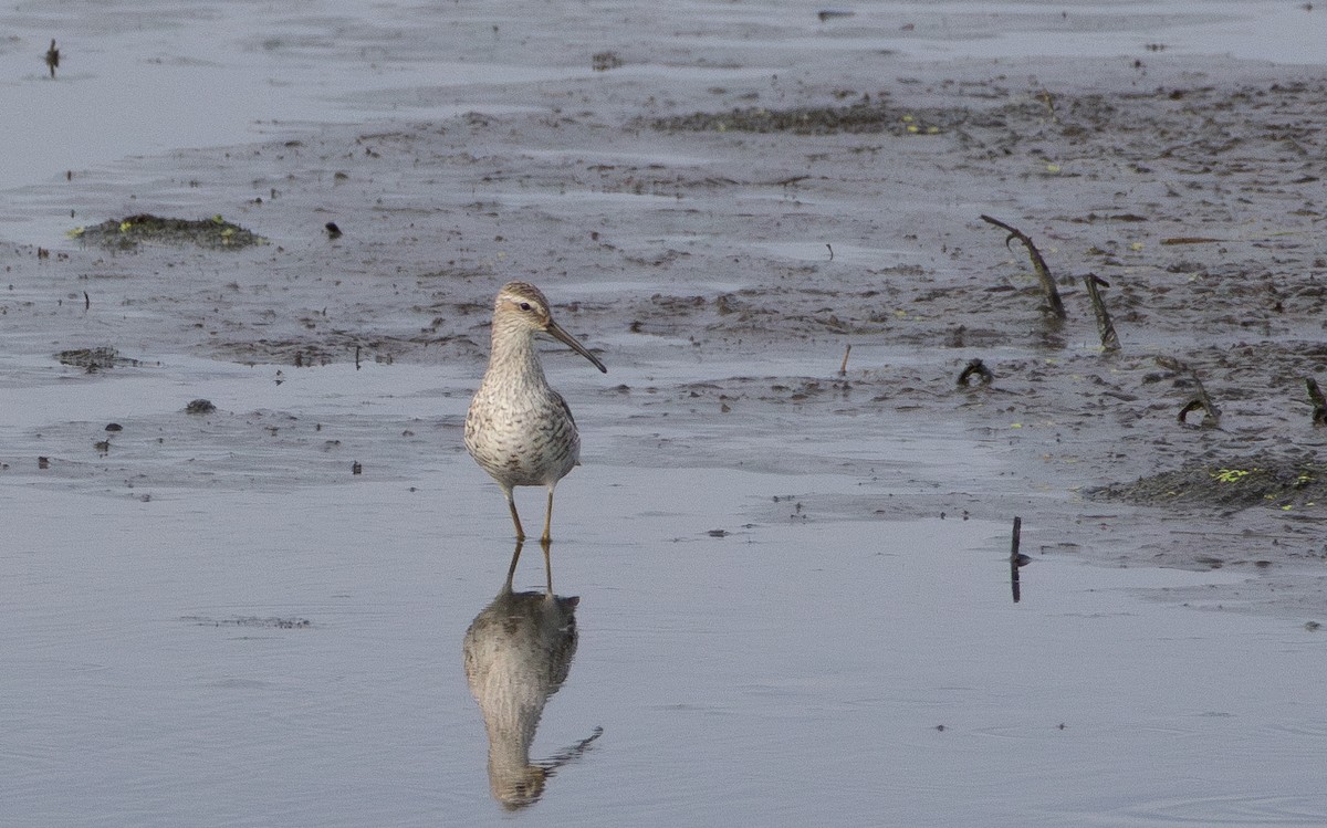 Stilt Sandpiper - ML644527562