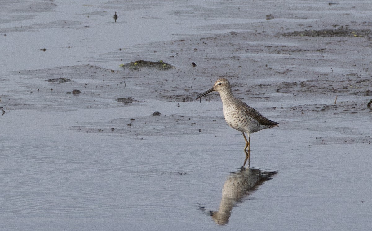 Stilt Sandpiper - ML644527563