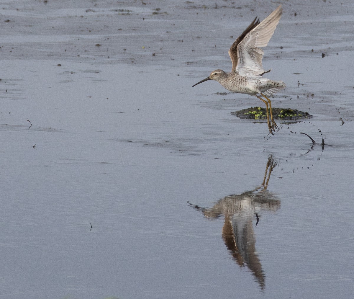 Stilt Sandpiper - ML644527564