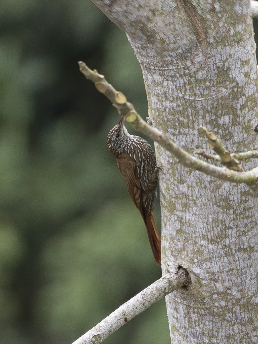 Дереволаз гірський - ML644527580