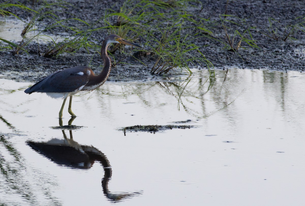 Tricolored Heron - ML644527581