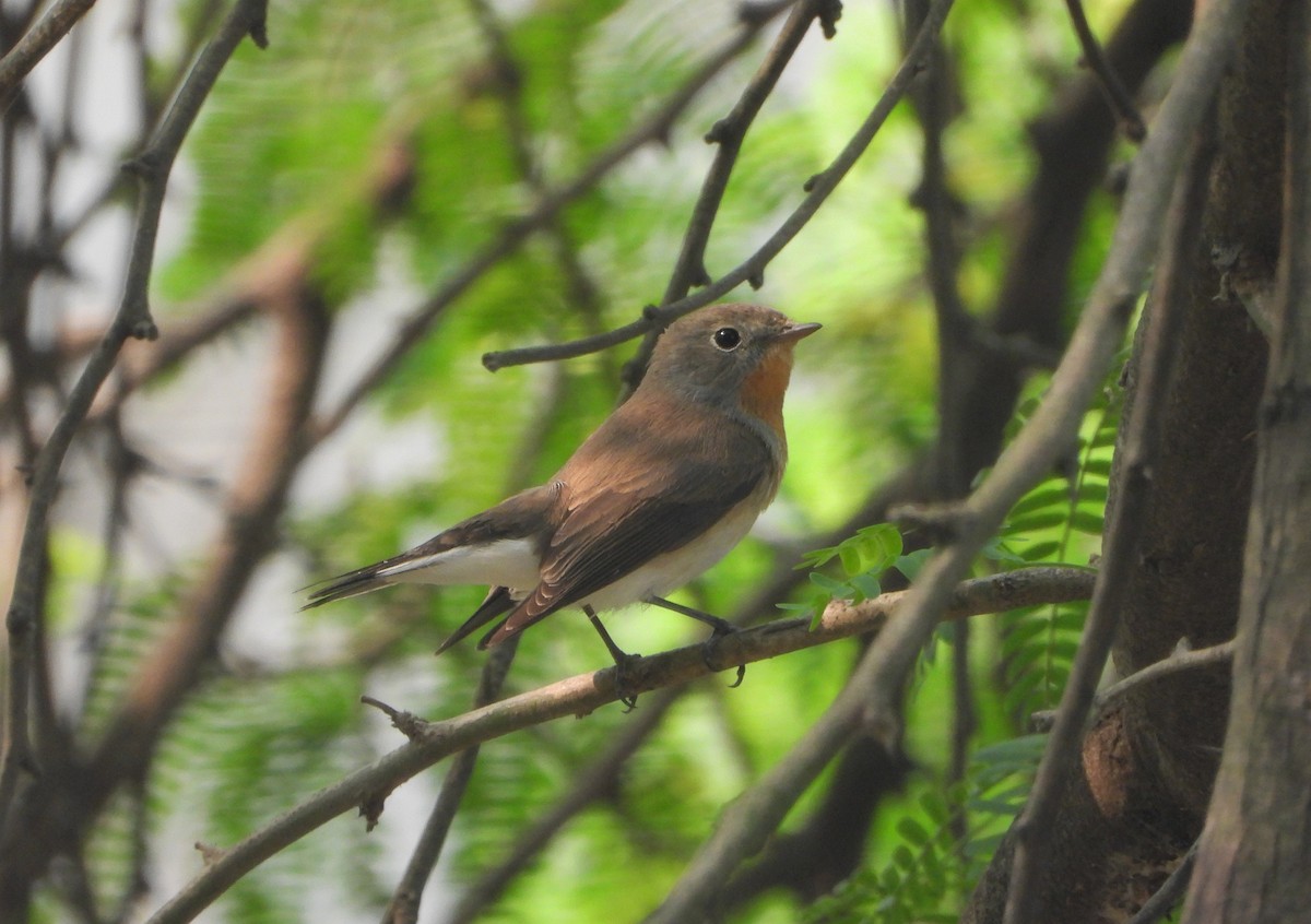 Zwergschnäpper - ML644527582