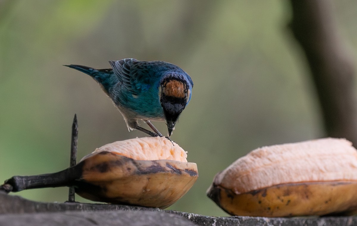 Тиаровая танагра - ML644527584