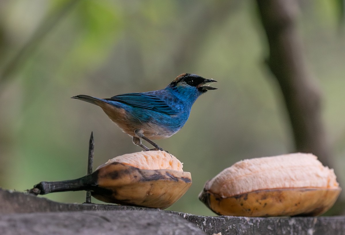 Тиаровая танагра - ML644527585