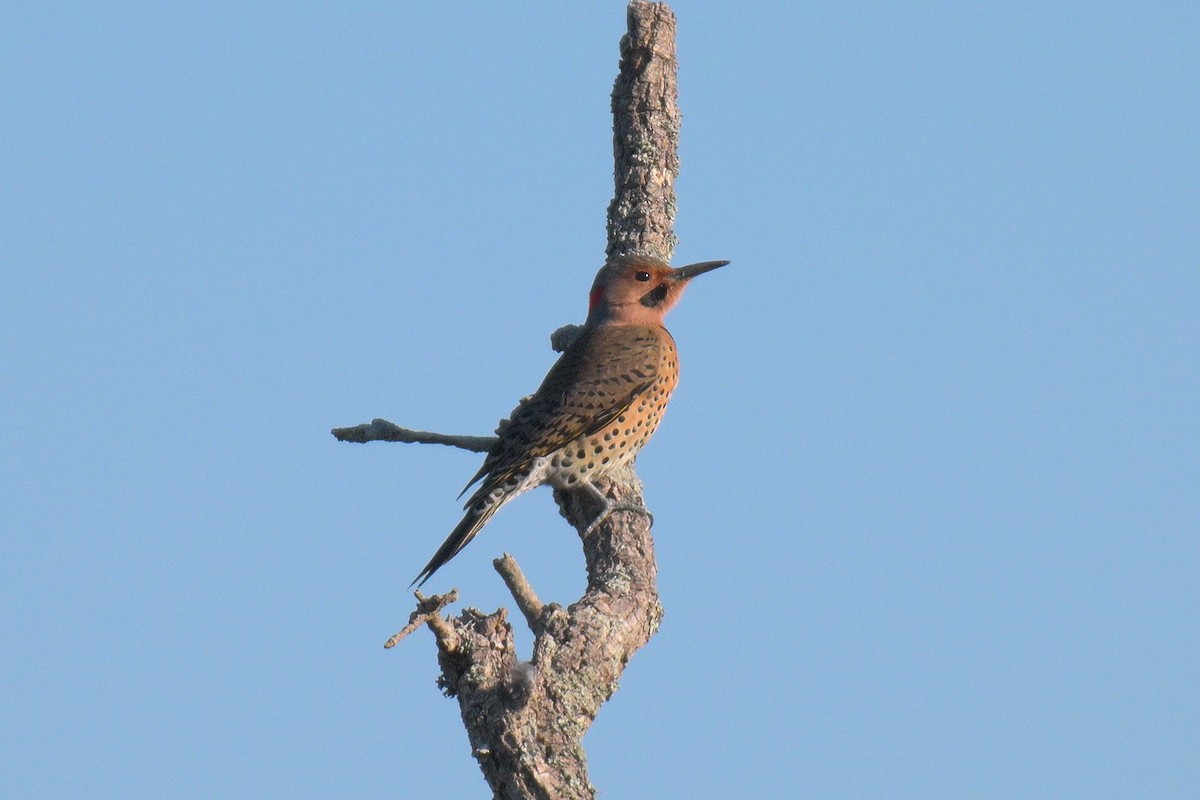 Northern Flicker - ML644527591