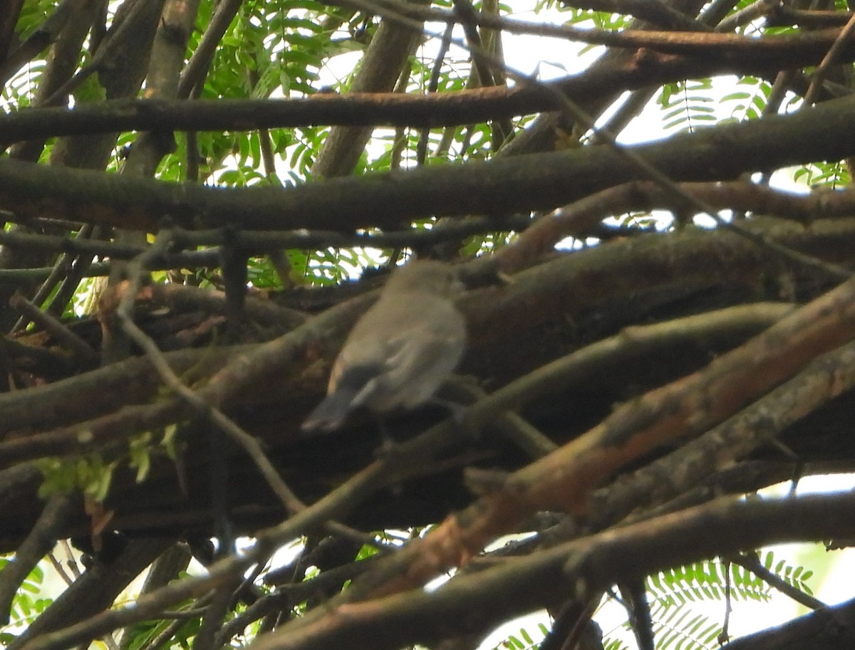 Taigaschnäpper - ML644527592